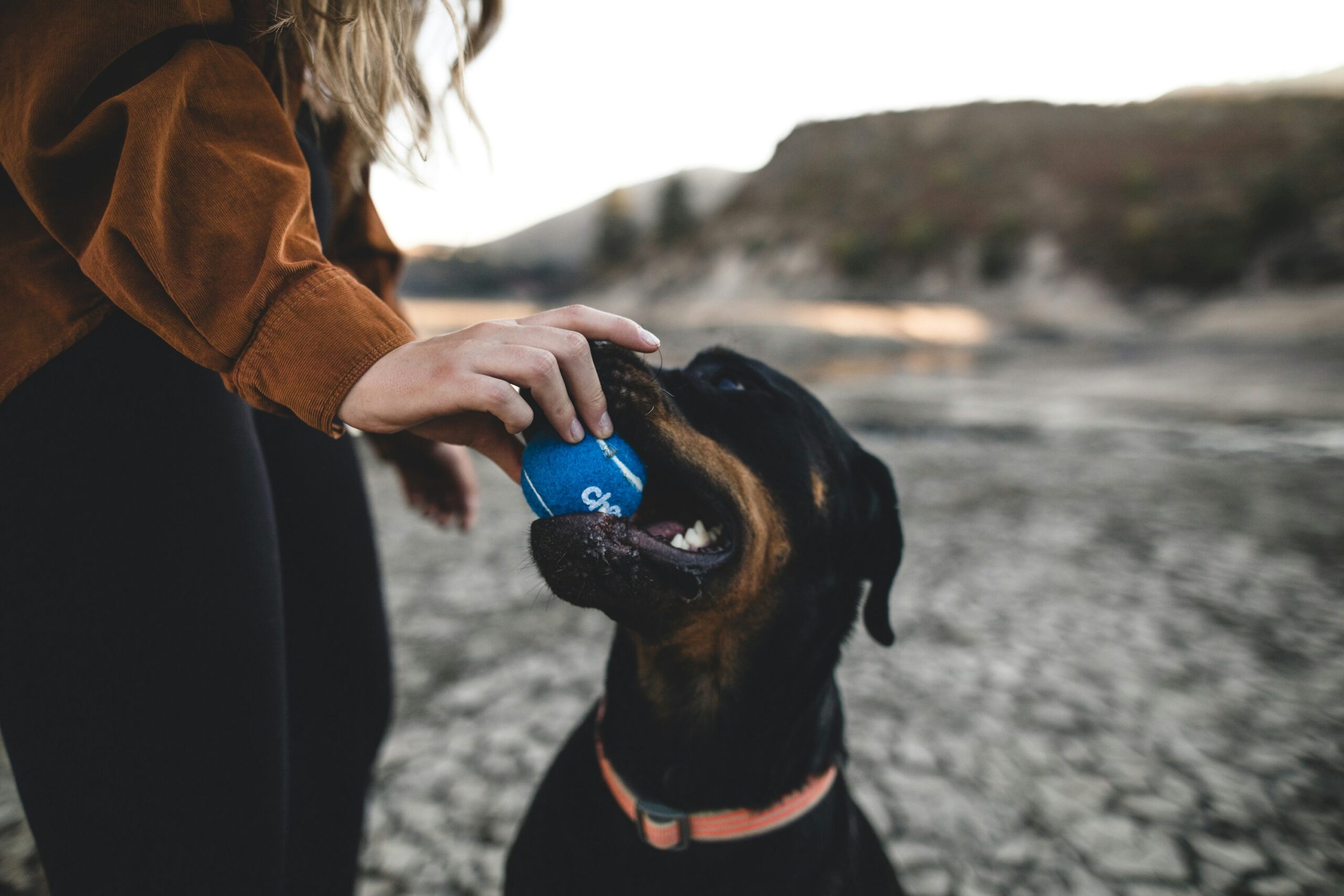 Tienda para perros