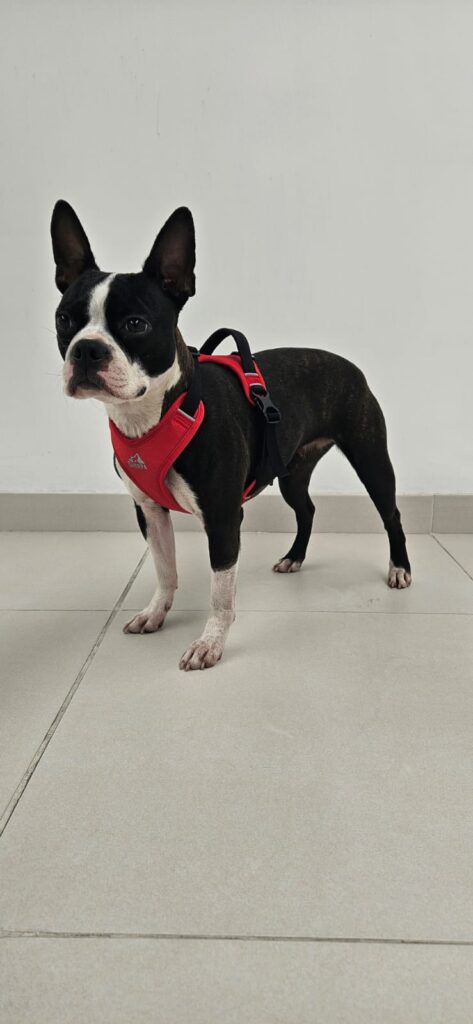Arnés Rehabilitacion asistencia perro rojo