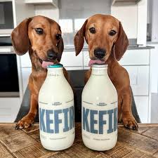 kefir perro gato